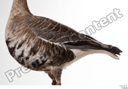  Greater white-fronted goose Anser albifrons 